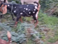 Bode, Nubian Goat — foto 5