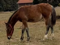 公马, Lipizzaner — 照片 2