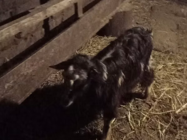 Ram, Sheep