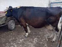 Vaca, Bovinos — foto 1