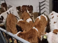 牛只（批次，未指定性别）, Simmental cattle — 照片 4