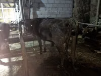 بقرة, الماشية — الصورة 3