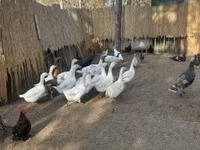 Geese — foto 1