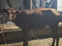 Vaca, Bovinos — foto 2