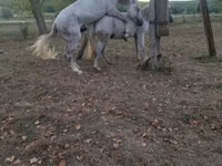 Iapă, Cai — foto 3