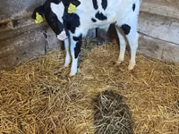Bovine (lot, sex nespecificat), Aberdeen-Angus — foto 8