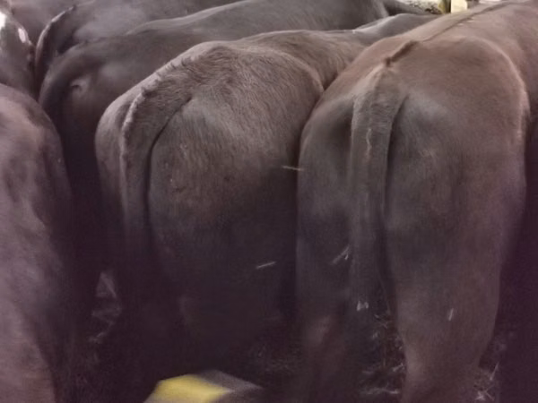 Buqa, Aberdin – Angus