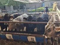 Buqa, Aberdin – Angus — 2-rasm