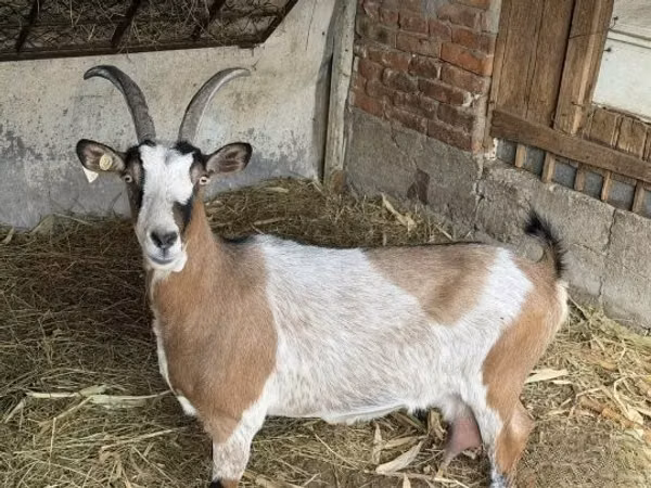 Capră, Capre