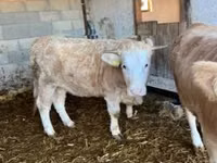 İnək, Charolais cattle — foto 2