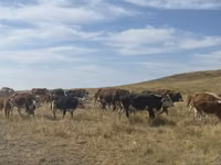 بقرة, Simmental cattle — الصورة 4