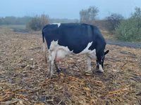 Vacă, Russian Black pied cattle — foto 4