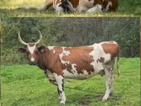 Vaca, Ayrshire — foto 1
