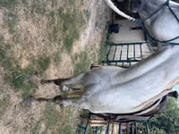حصان, Missouri foxtrotter — الصورة 4