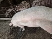 Vier, Porci — foto 4