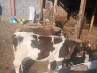 Sigir, Russian Black pied cattle — 3-rasm