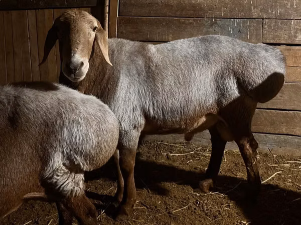 公羊, Rhon sheep