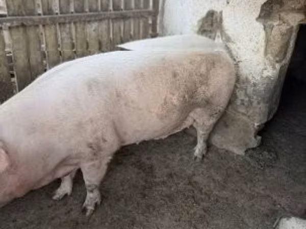 Урук чочко, 