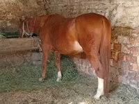 Cheval, Chevaux — photo 5