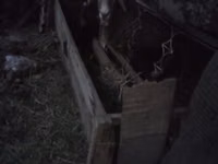 Кормушка для сельскохозяйственных животных (овцы, козы, телята) - — फ़ोटो 2