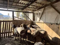 भेड़, Arashan sheep — फ़ोटो 3
