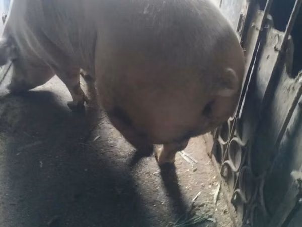 母猪, Pigs