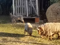نعجة, Racka sheep — الصورة 2