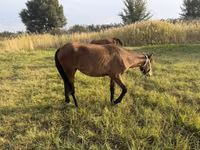 Hengst, Pferde — Foto 7