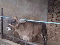 सांड, ब्राह्मण — फ़ोटो 2