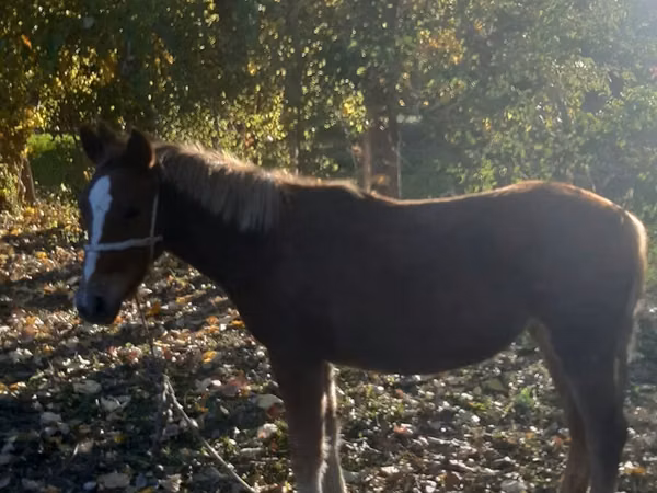 母马, Horses
