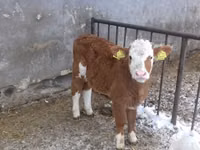 Bulle, Simmental cattle — Foto 7