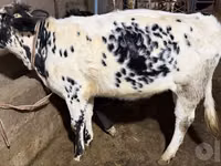 بقرة, Russian Black pied cattle — الصورة 4