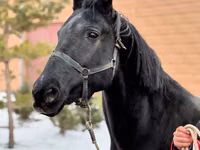 Stute, Akhal-Teke — Foto 1
