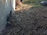 Cabro, Cabras — foto 3