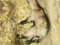 عنزة, الماعز — الصورة 7