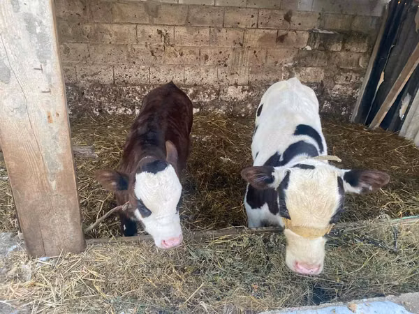 Buğa, Simmental cattle