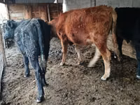 Toro, Simmental cattle — foto 5