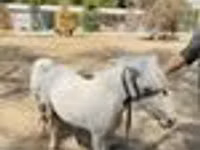 Otlar (partiya, jinsi ko‘rsatilmagan), Australian Pony — 8-rasm