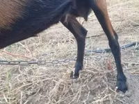 عنزة, Alpine goat — الصورة 4
