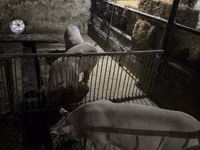 Vier, Porci — foto 1