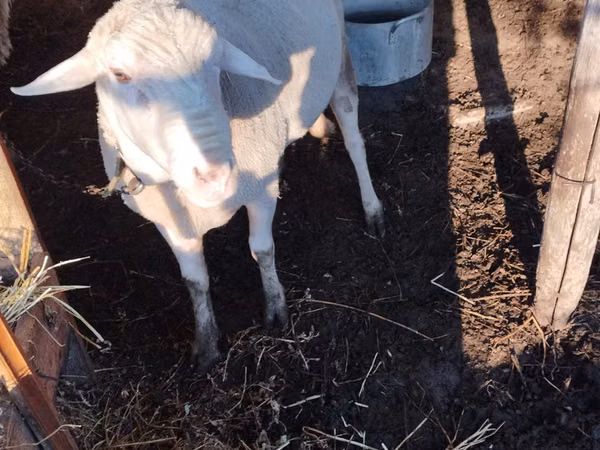 Berbec, Lacaune sheep