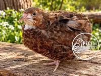 Quails — foto 4