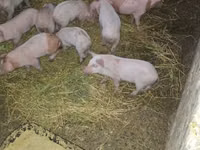 Scroafă, Porci — foto 2