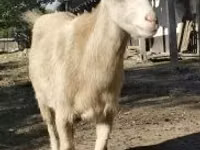 公山羊, Goats — 照片 1