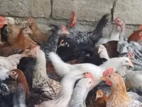 Chickens — फ़ोटो 3