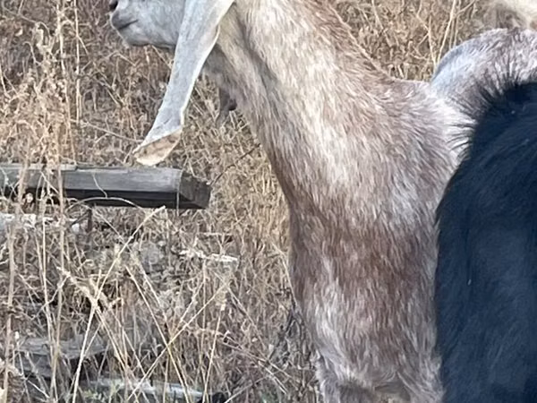 Capră, Beetal goats