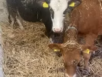 Cow, Holstein breed — photo 1