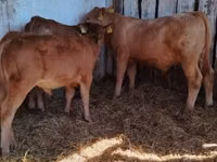 Bou, Simmental cattle — foto 1