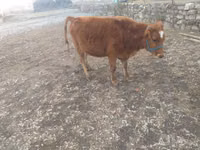 母牛, Cattle — 照片 1