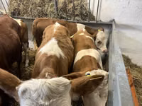 Bull, Simmental cattle — photo 1